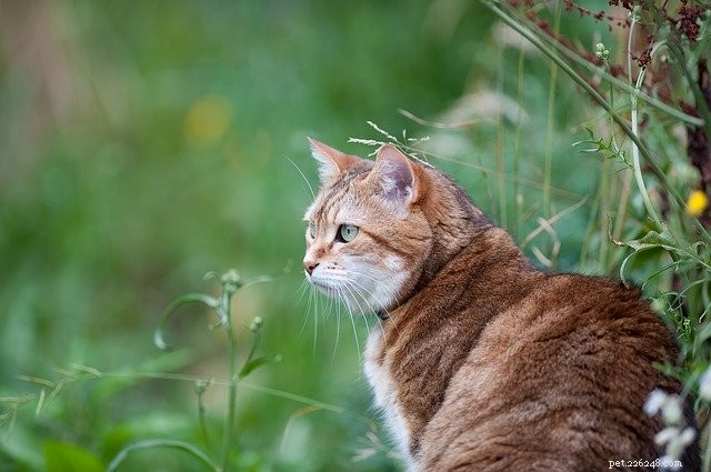 Studie visar att katter överlever ormbett oftare än hundar