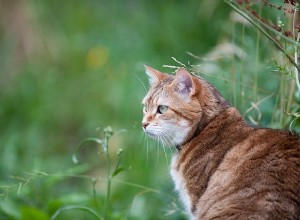 Исследование показывает, что кошки выживают после укусов змей чаще, чем собаки