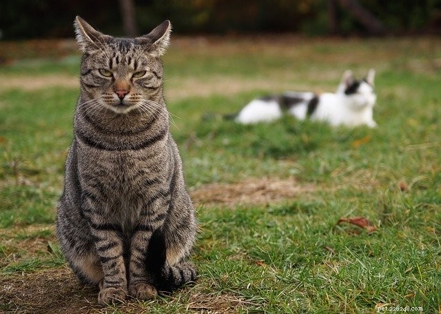 Studie visar att katter överlever ormbett oftare än hundar