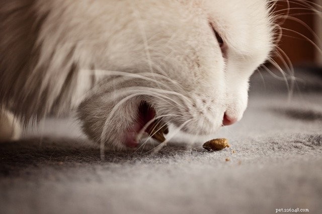 無視してはならない猫の糖尿病の9つの兆候 