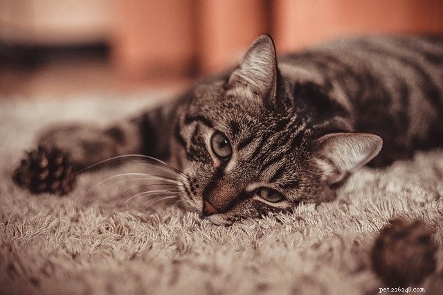 무시해서는 안 되는 고양이의 당뇨병 징후 9가지