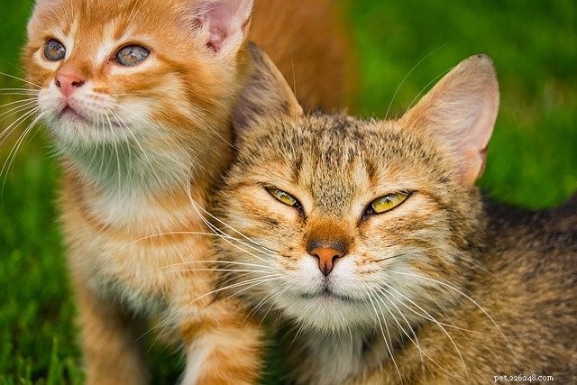 La ricerca rivela che i gatti hanno più tipi di personalità rispetto a prima