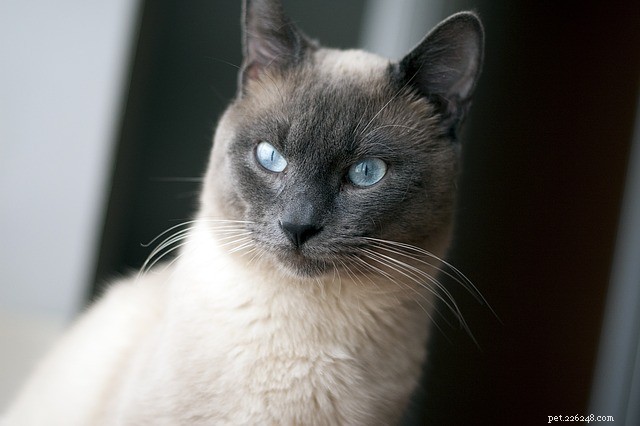La recherche révèle que les chats ont plus de types de personnalité qu on ne l avait imaginé