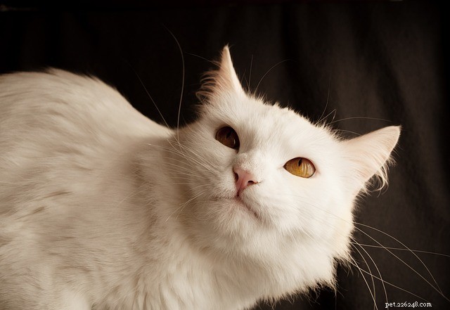 Chiots chats :21 races de chats qui se comportent comme des chiens