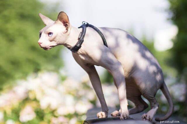 Кошки-щенки:21 порода кошек, которые ведут себя как собаки