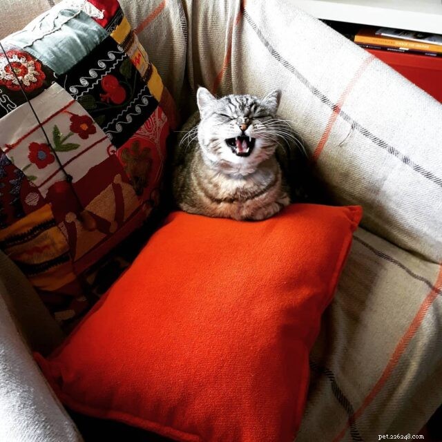CattyCorner:I Will Meow At The Closed Door tills dess mysterier avslöjas