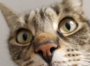 CattyCorner:7 otázek, které kočičí rodiče nemohou položit