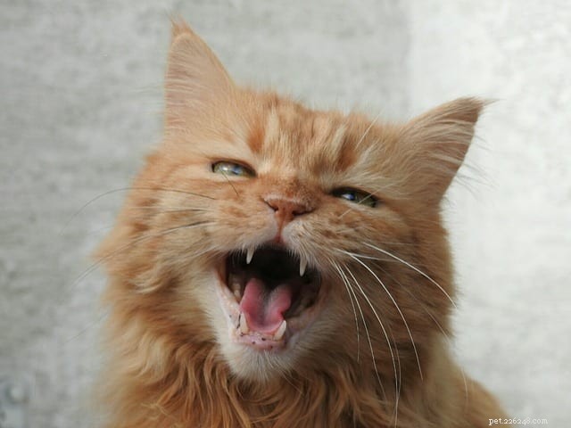 MeowTalk 앱으로 고양이 야옹 소리를 더 쉽게 이해할 수 있습니다.