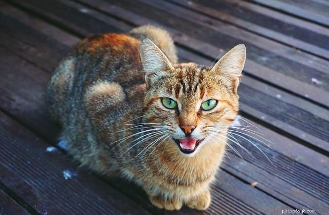 MeowTalk 앱으로 고양이 야옹 소리를 더 쉽게 이해할 수 있습니다.