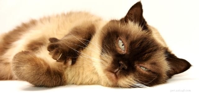 고양이가 불행하다고 말하는 5가지 방법