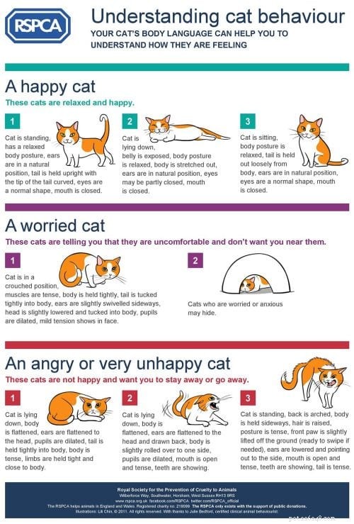 고양이가 불행하다고 말하는 5가지 방법