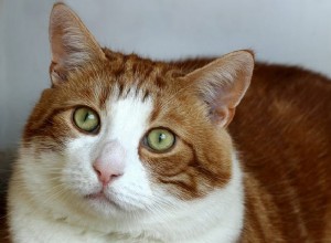 Výzkum ukazuje, že kočky mají 5 hlavních typů osobnosti