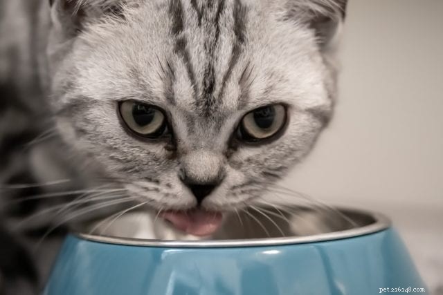 5 sätt som dina katter säger till dig att de är olyckliga