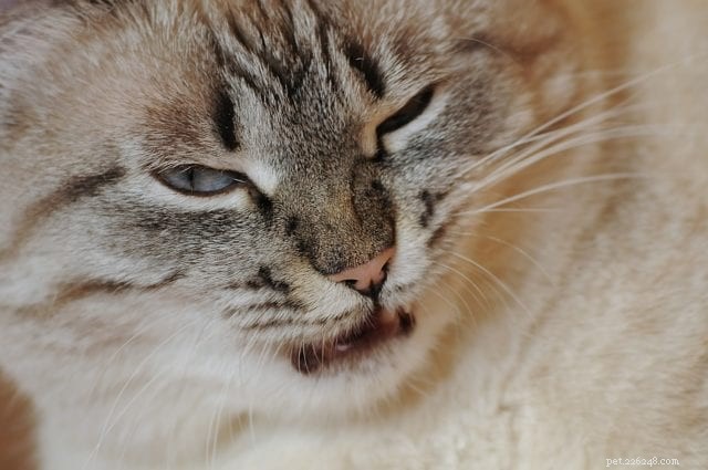 5 maneiras de seus gatos dizerem que estão infelizes