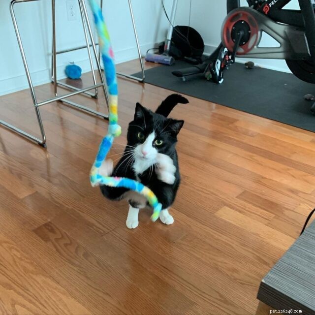 CattyCorner:고양이를 위한 마법의 지팡이 장난감