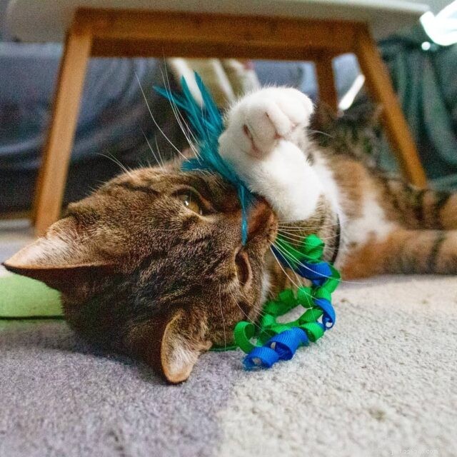 CattyCorner :la fantaisie des jouets baguette pour chats