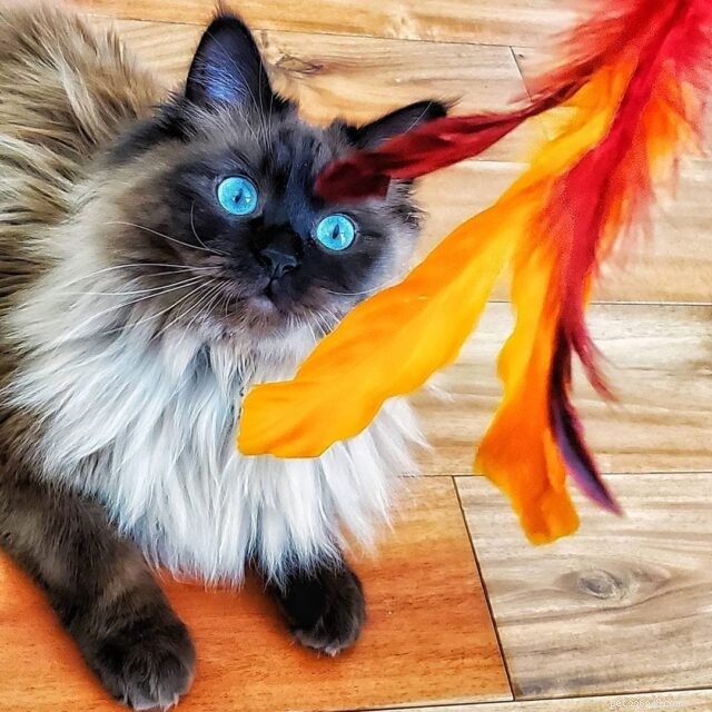 CattyCorner:la fantasia della bacchetta magica per gatti