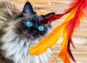 CattyCorner:Rozmar hůlkových hraček pro kočky