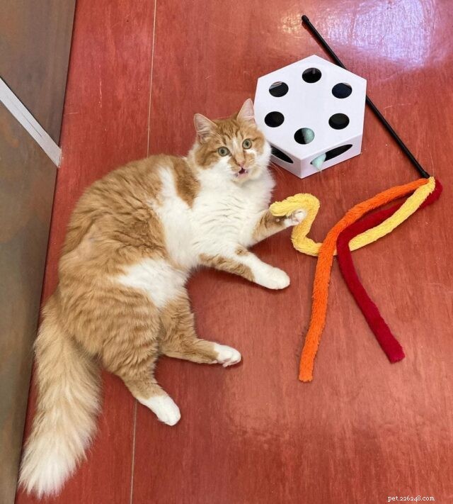 CattyCorner：猫のための杖のおもちゃの気まぐれ 