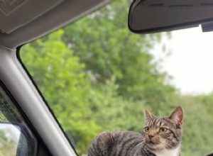 Suggerimenti rapidi per la  purificazione  del viaggio su strada con il tuo gatto