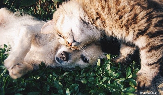 Bringing Home Pup:Introducing Your Cat To A Dog