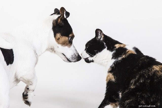 Pup thuisbrengen:uw kat aan een hond voorstellen