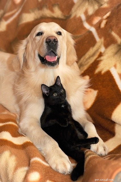 Bringing Home Pup:Introducing Your Cat To A Dog