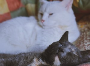 猫同士の紹介：新しい猫を家に持ち帰るためのヒント 