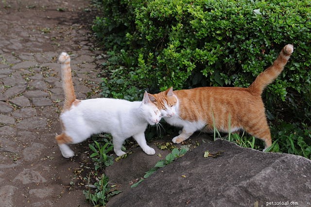 Katten aan elkaar voorstellen:tips om een ​​nieuwe kat thuis te brengen