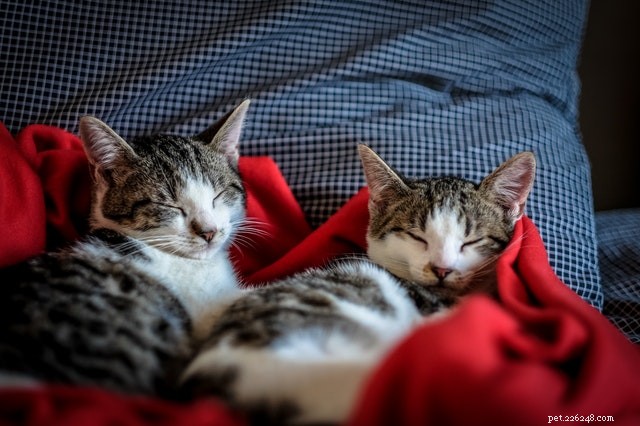 Vi presenterar katter för varandra:Tips för att få hem en ny katt