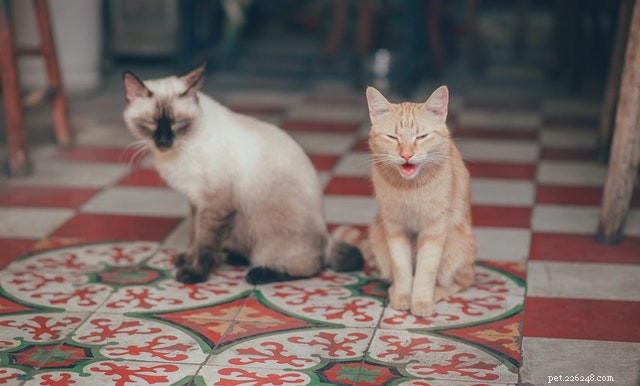 Introdurre i gatti a vicenda:suggerimenti per portare a casa un nuovo gatto