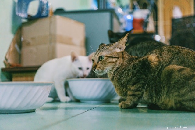 Présentation des chats les uns aux autres :conseils pour ramener un nouveau chat à la maison 