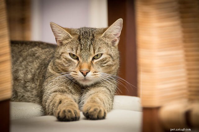 5 manieren om een ​​afstandelijke kat te overtuigen om jou leuk te vinden