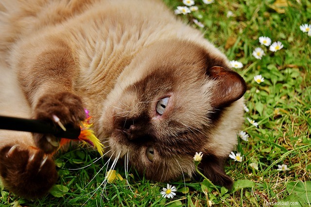 5 sätt att övertyga en distanserad katt att gilla dig