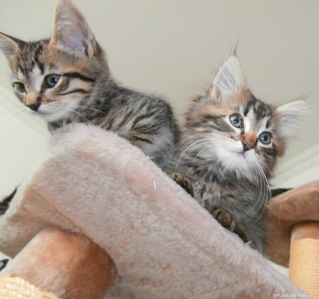 6 levensvaardigheden Kittens leren door met elkaar te spelen