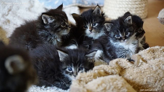 6匹のライフスキル子猫がお互いに遊んで学ぶ 