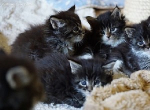 6 levensvaardigheden Kittens leren door met elkaar te spelen