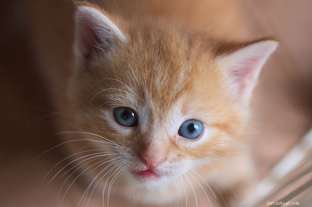 10 semplici modi per allevare un gatto sicuro di sé