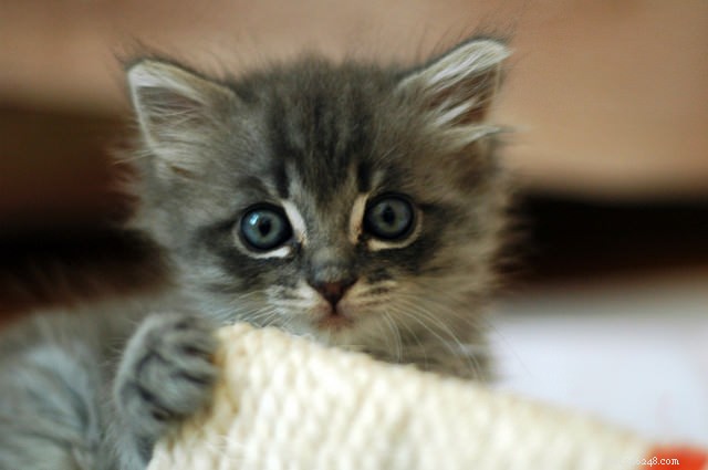 7 tips för att uppfostra en välanpassad kattunge