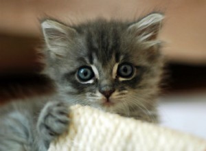 7 dicas para criar um gatinho bem ajustado