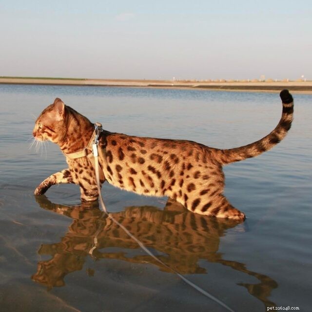 11 kočičích plemen, kterým nevadí voda nebo si jdou zaplavat