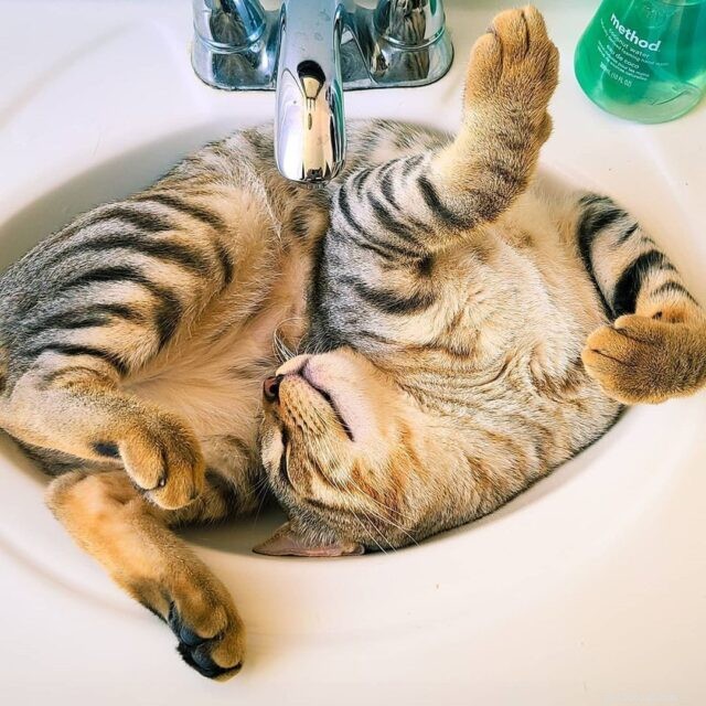 11 kattenrassen die het niet erg vinden om water te drinken of te gaan zwemmen