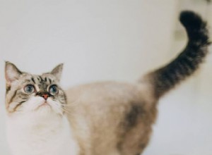 Gatti carini e compatti AKA Itty-Bitty Kitties