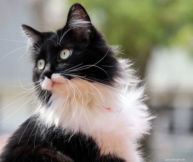 タキシード猫についての5つの事実 