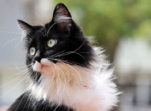 タキシード猫についての5つの事実 