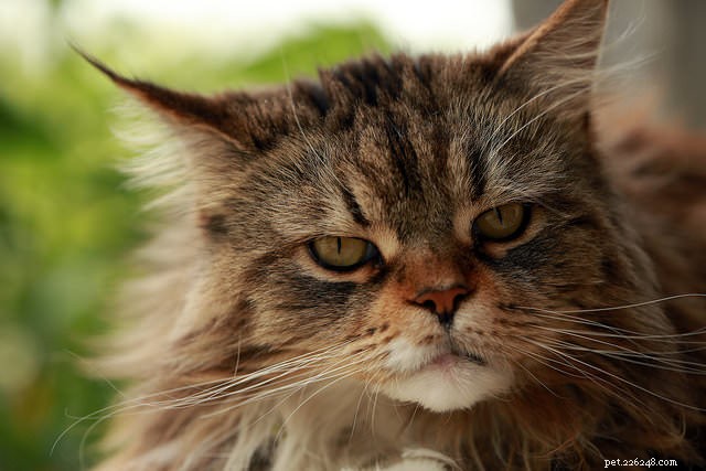 5 anledningar till att din katt kanske inte sköter sig ordentligt