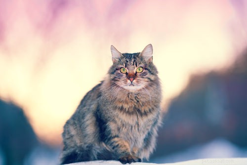 15 nejchlupatějších kočičích plemen