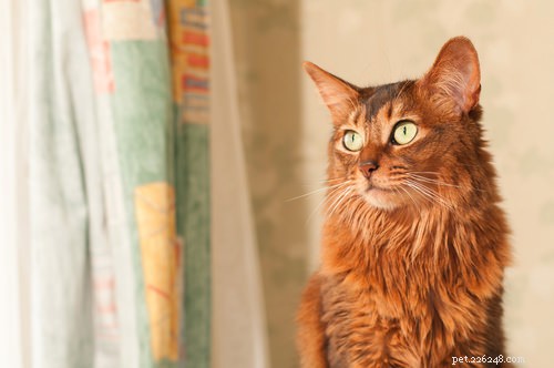15 самых волосатых пород кошек