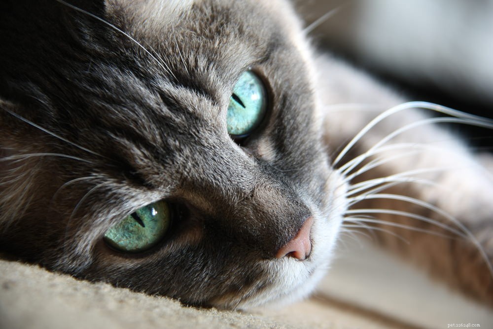 O que os gatos realmente pensam sobre os humanos?