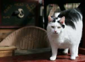 고양이 수명을 단축할 수 있는 5가지 방법